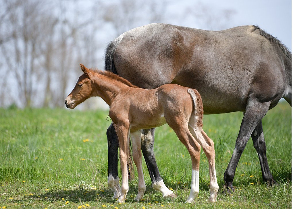 Red Roan Colt