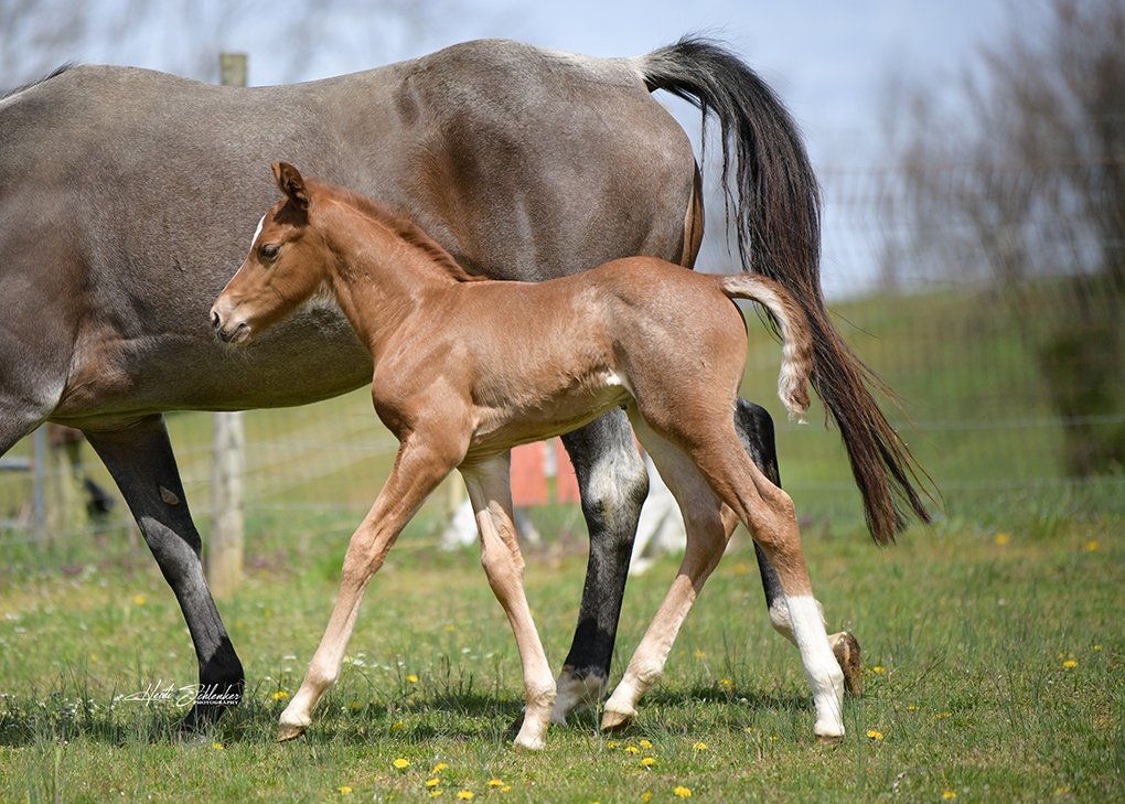 Red Roan Colt