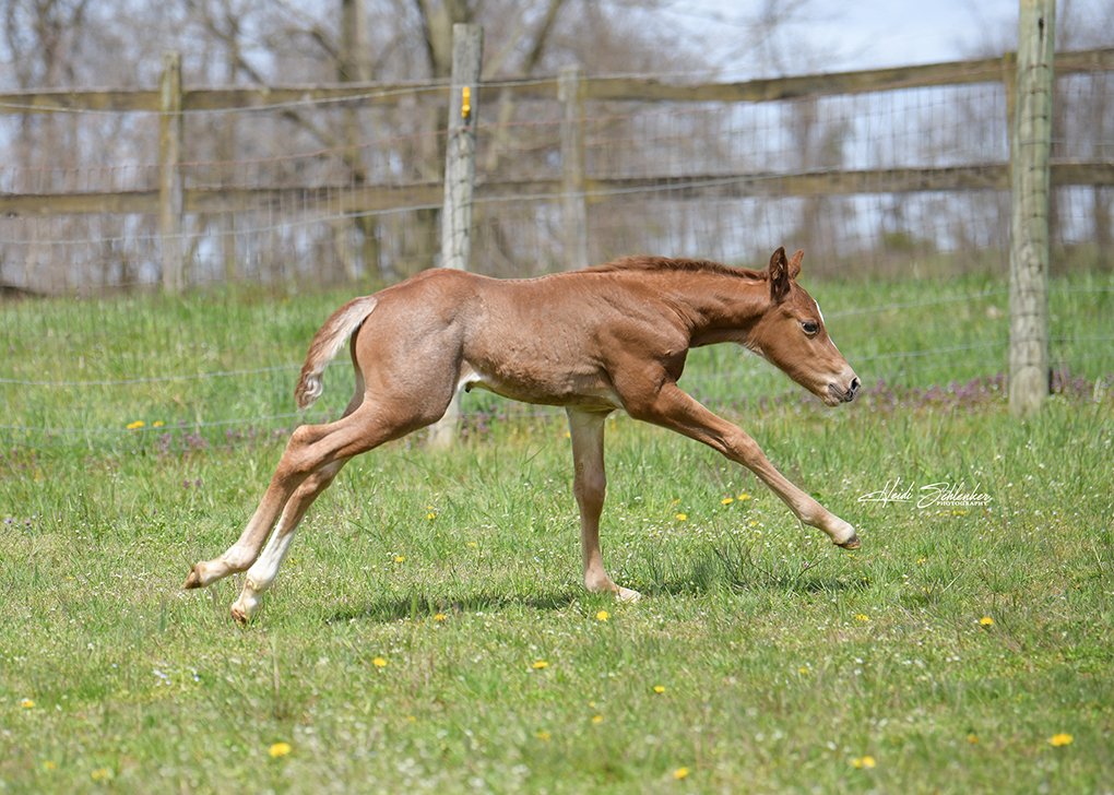 Red Roan Colt