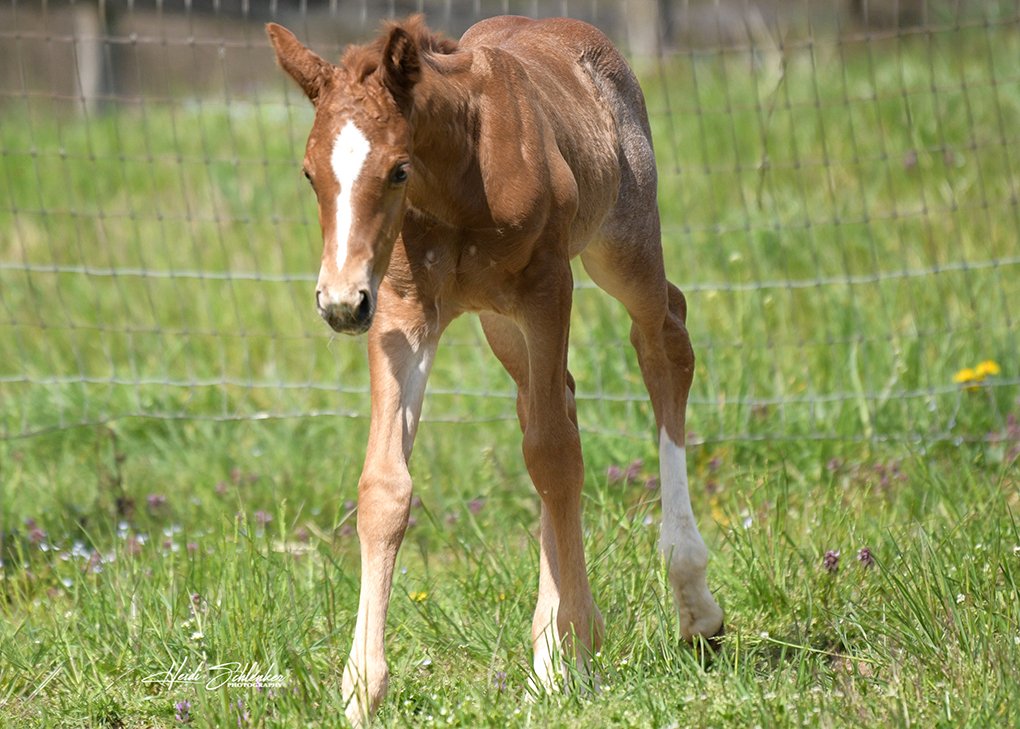 Red Roan Colt