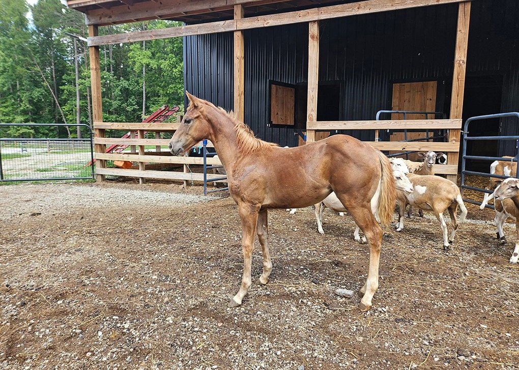 Chestnut Filly