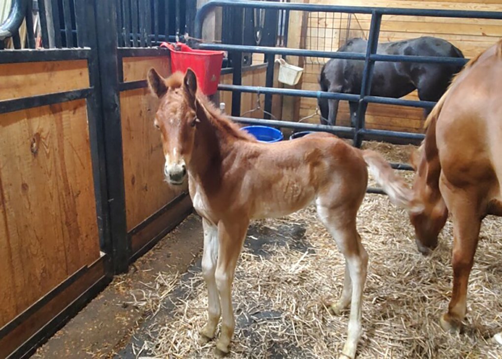 Chestnut Filly