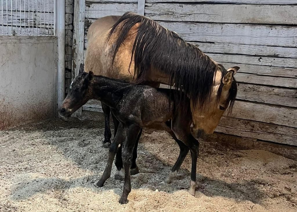 BUCKSKIN COLT