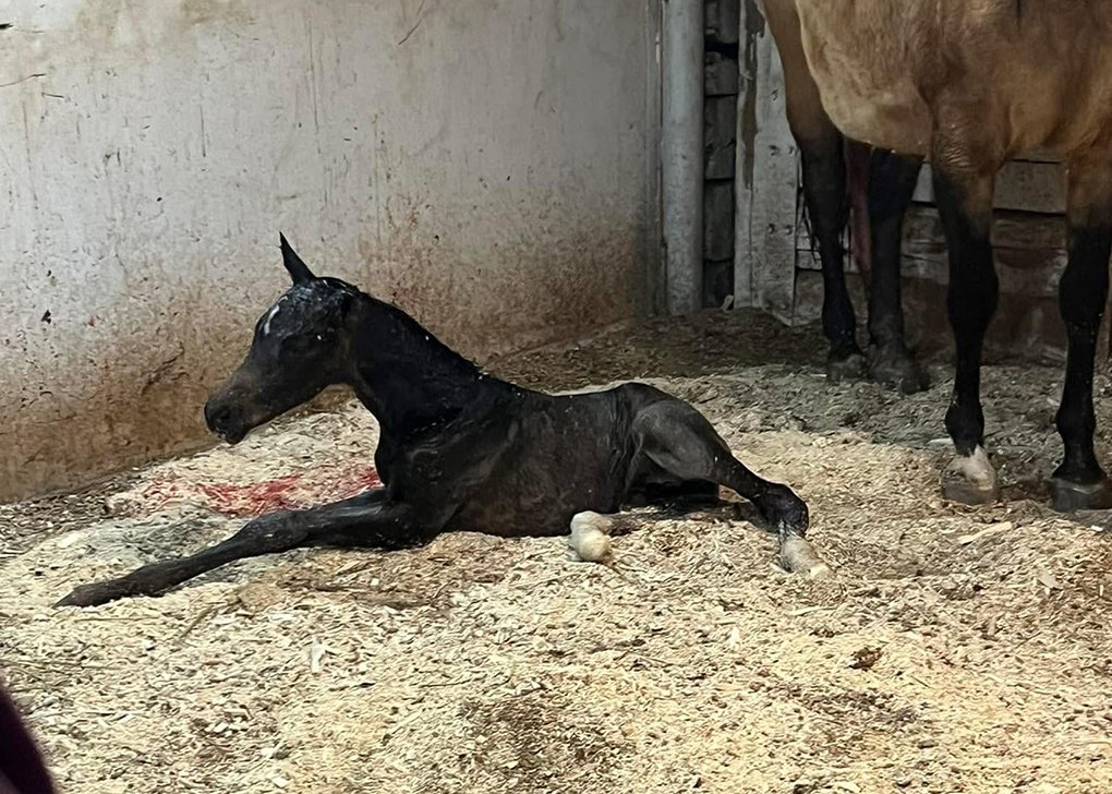 Buckskin Colt