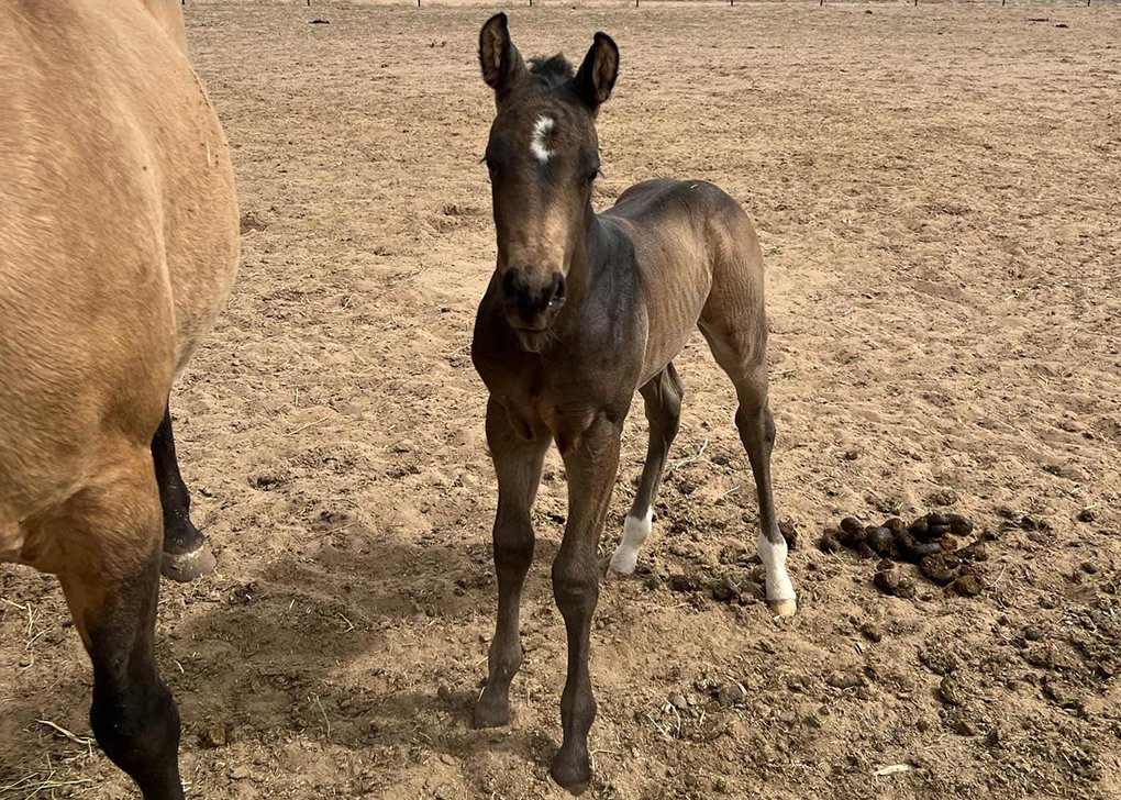 Buckskin Colt