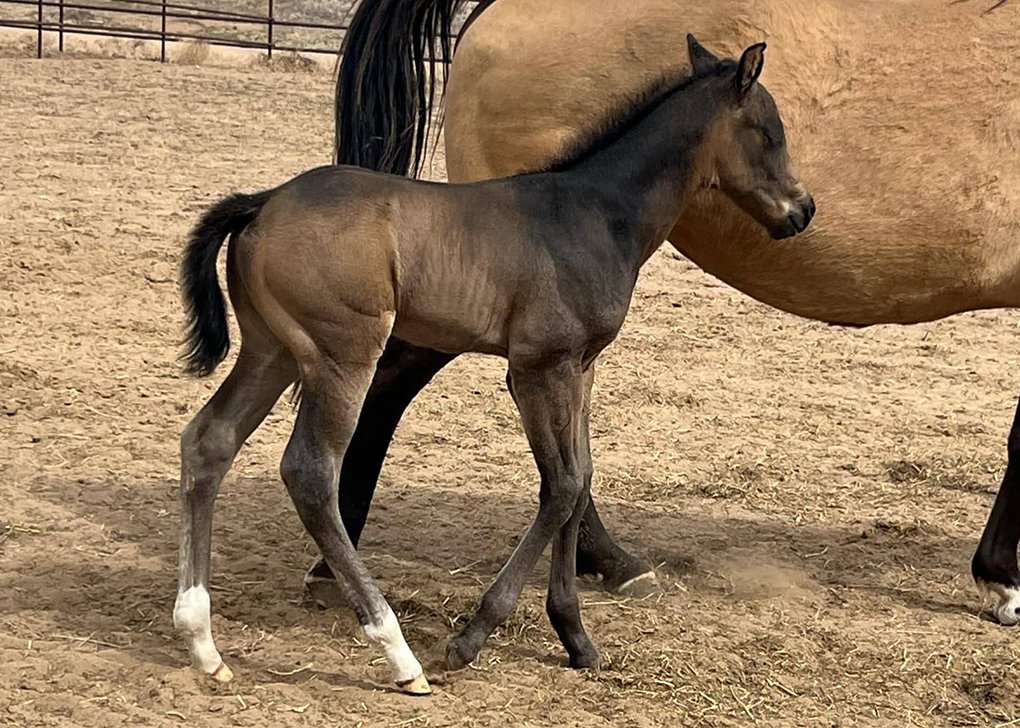 Buckskin Colt