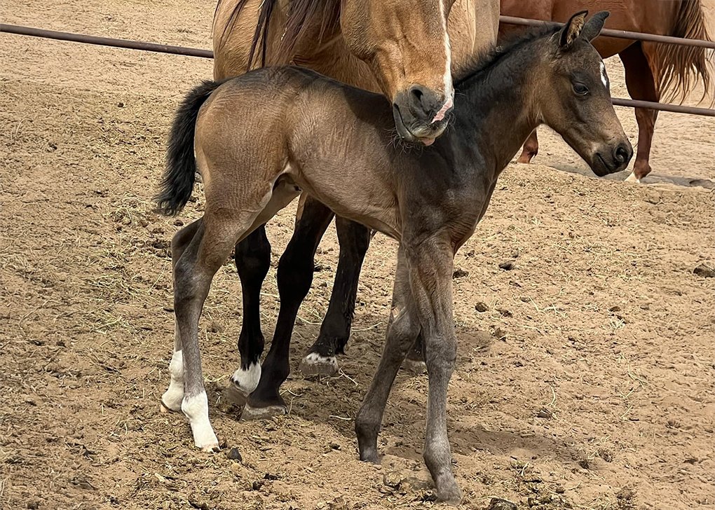 Buckskin Colt