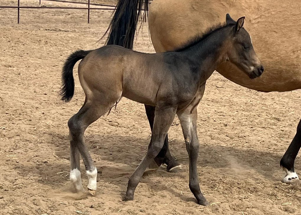 Buckskin Colt
