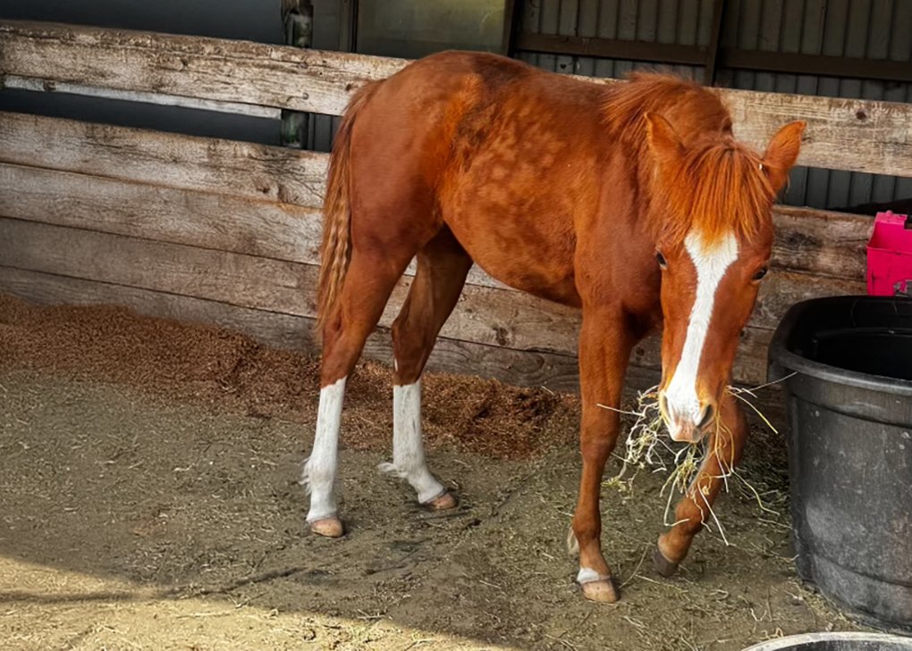 Chestnut Filly