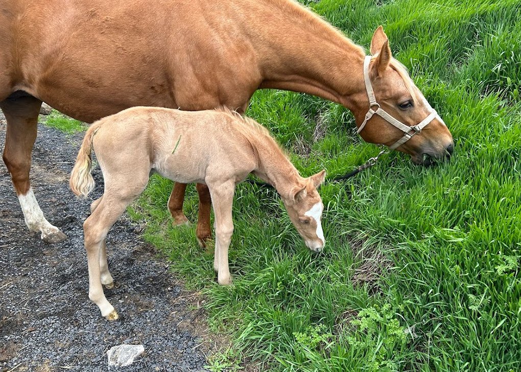 Palomino Colt