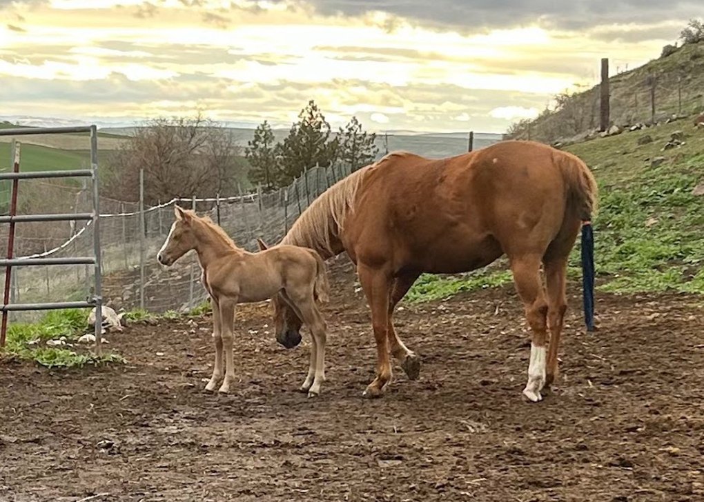 Palomino Colt