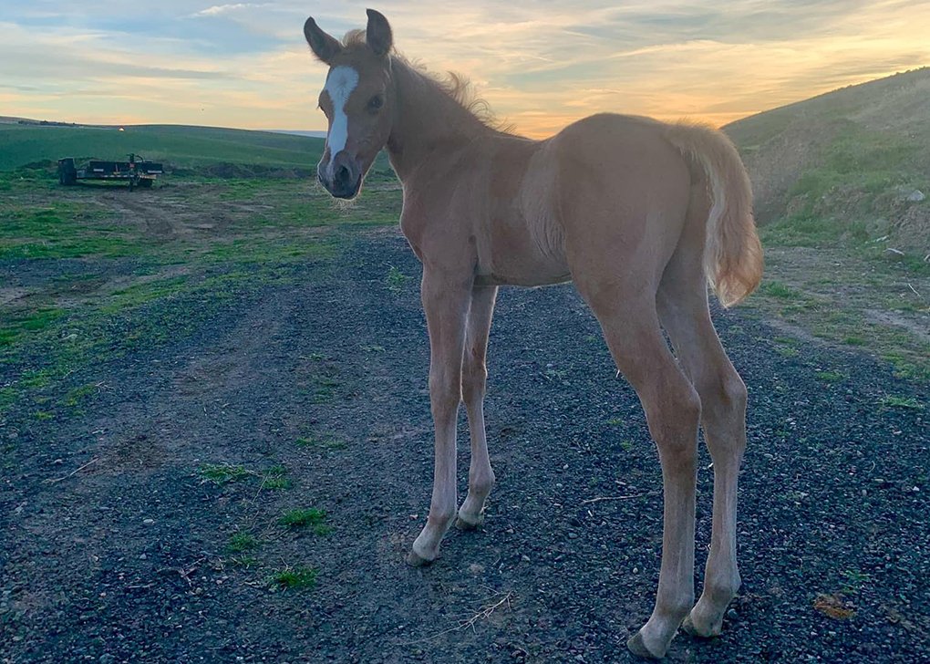 Palomino Colt