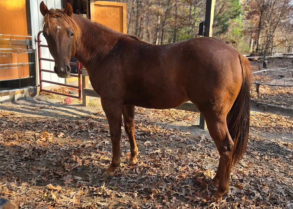 Chestnut Colt
