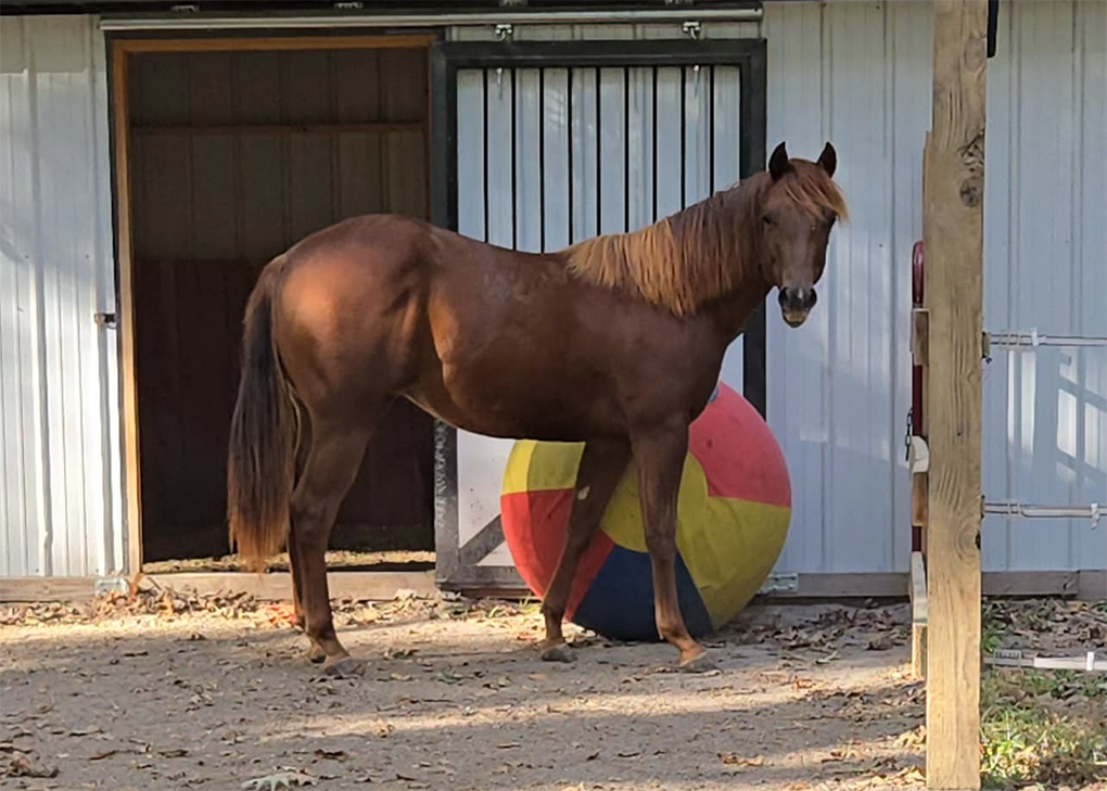 Chestnut Colt