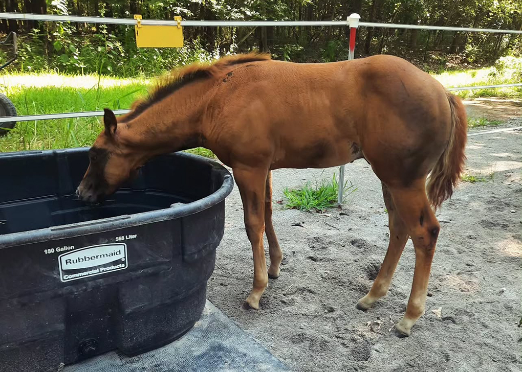 Chestnut Colt