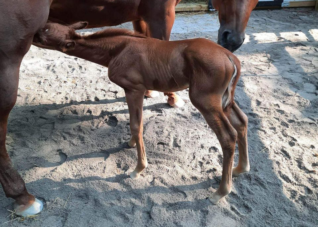 Chestnut Colt