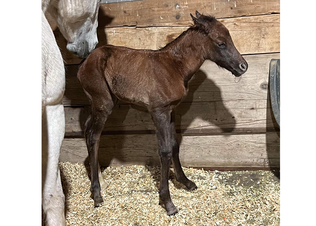 Liver Chestnut Colt