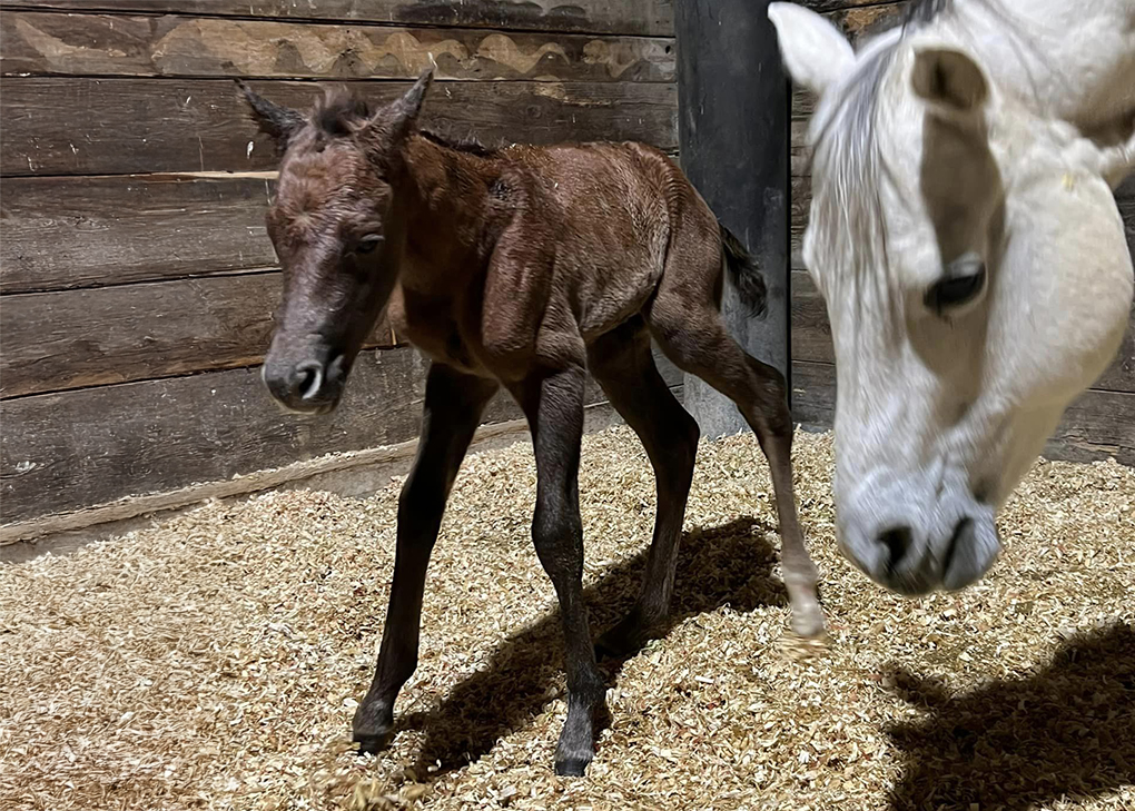 Liver Chestnut Colt