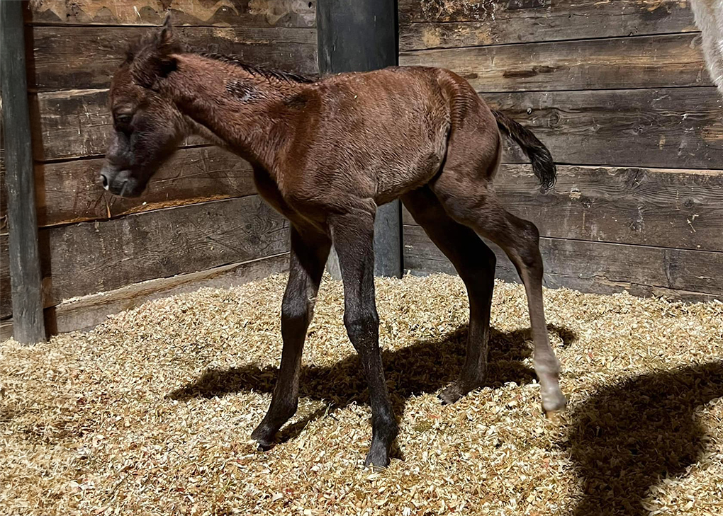 Liver Chestnut Colt
