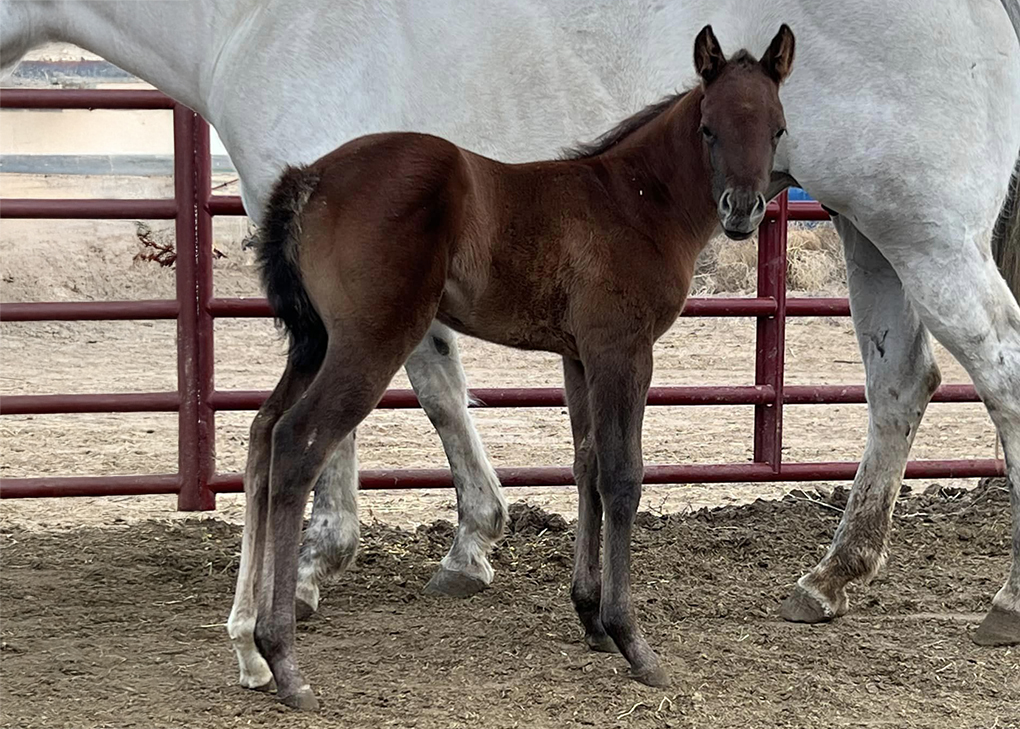 Liver Chestnut Colt