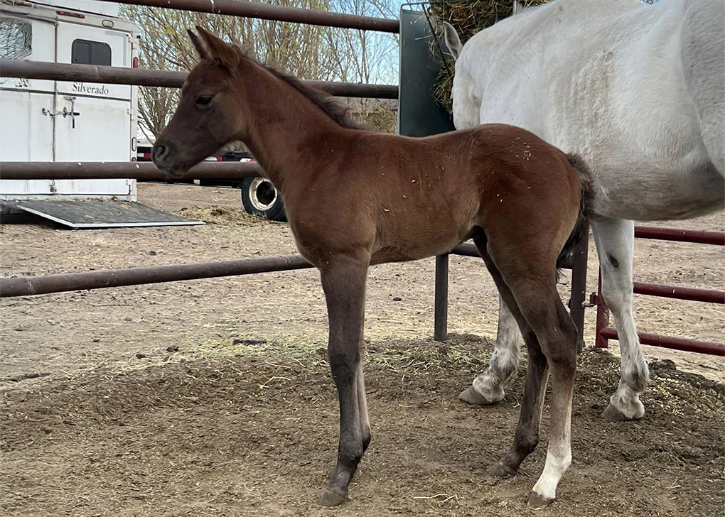 Liver Chestnut Colt
