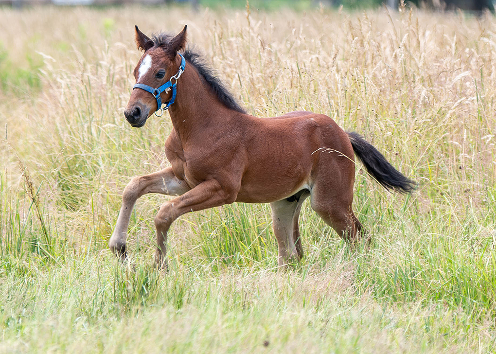 Bay Roan Colt