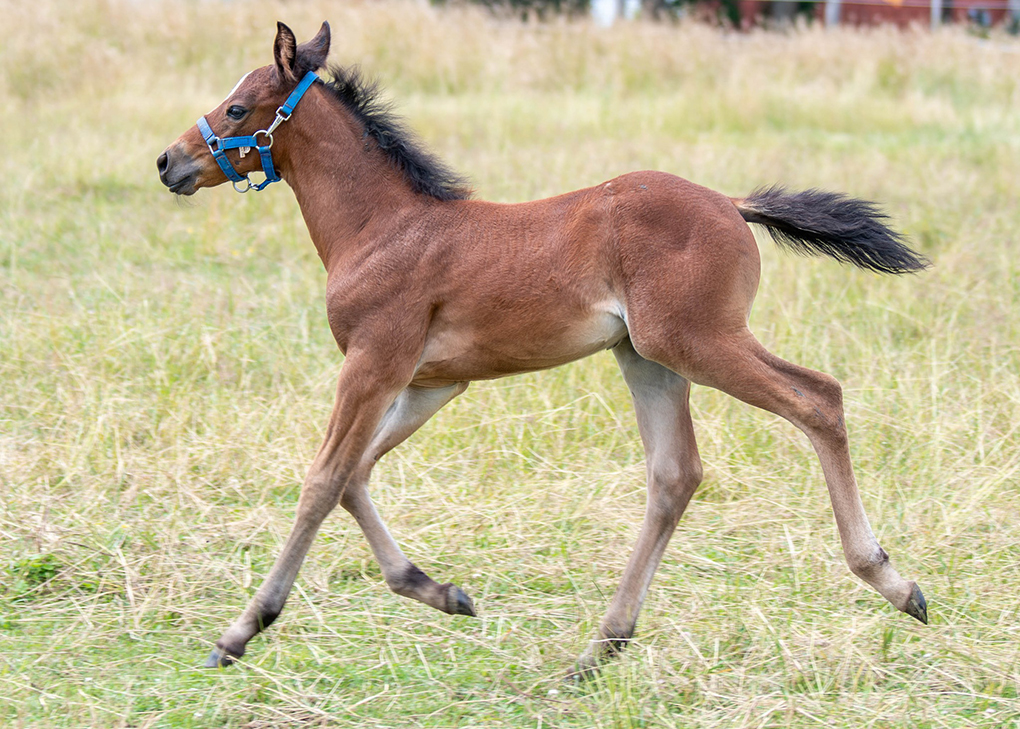 Bay Roan Colt