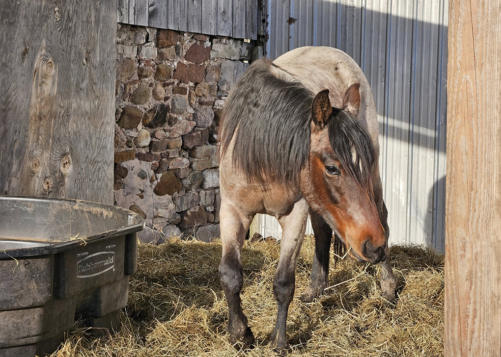 Bay Roan Colt