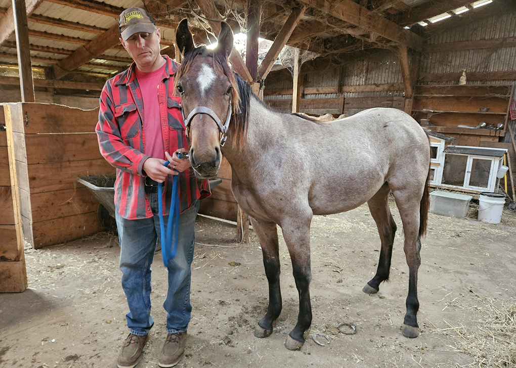 Bay Roan Colt