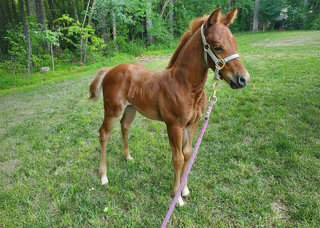 Chestnut Colt