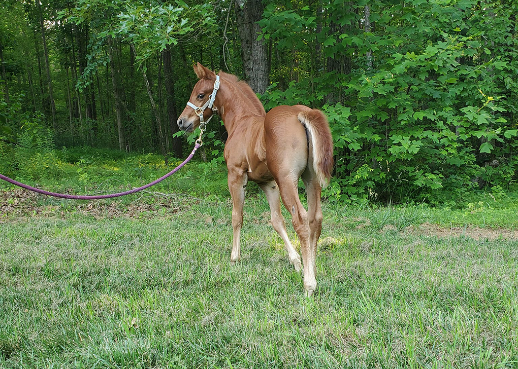 Chestnut Colt