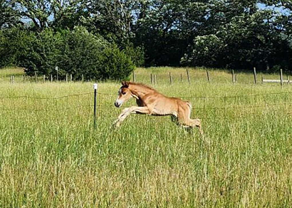 Chestnut Filly