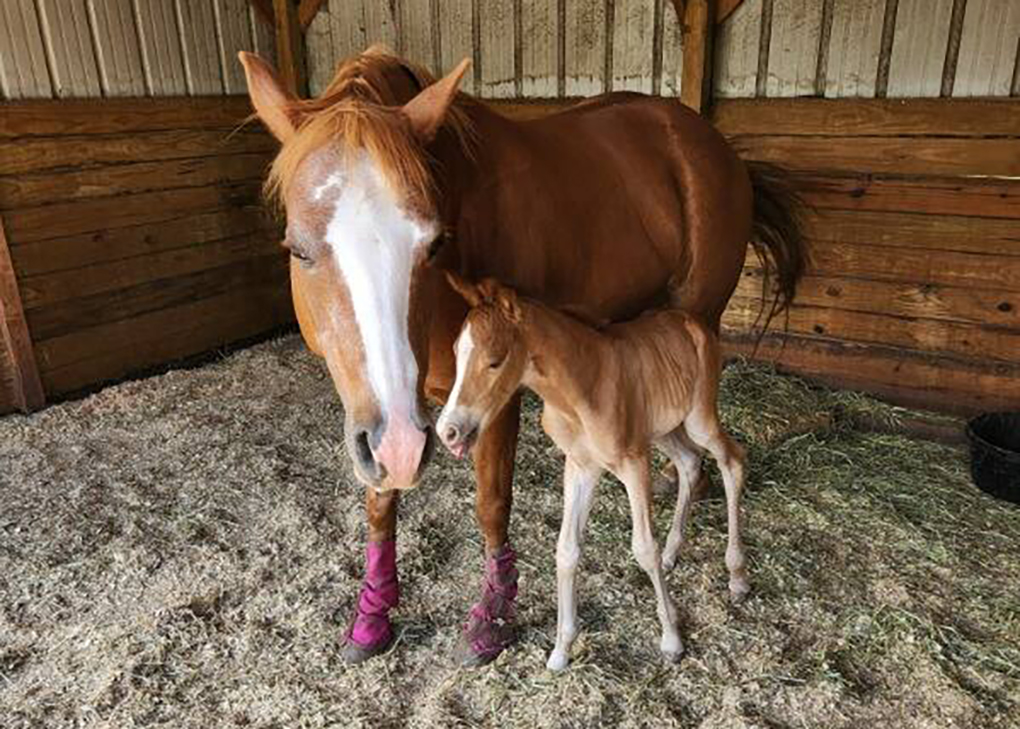 Chestnut Filly
