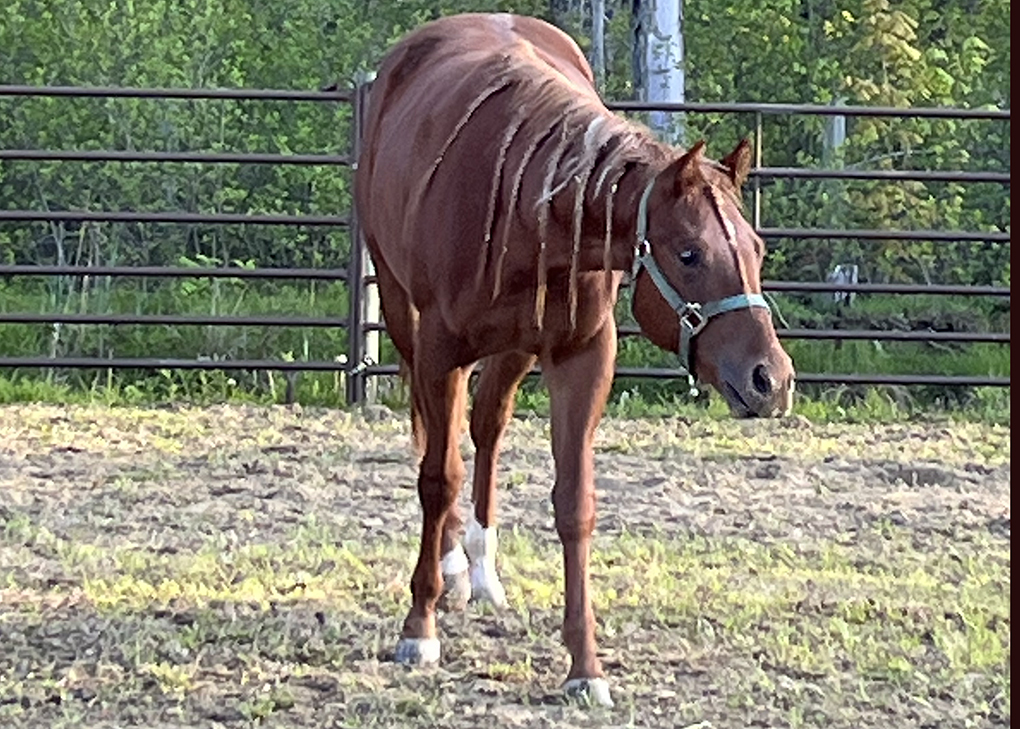 Sorrel Filly