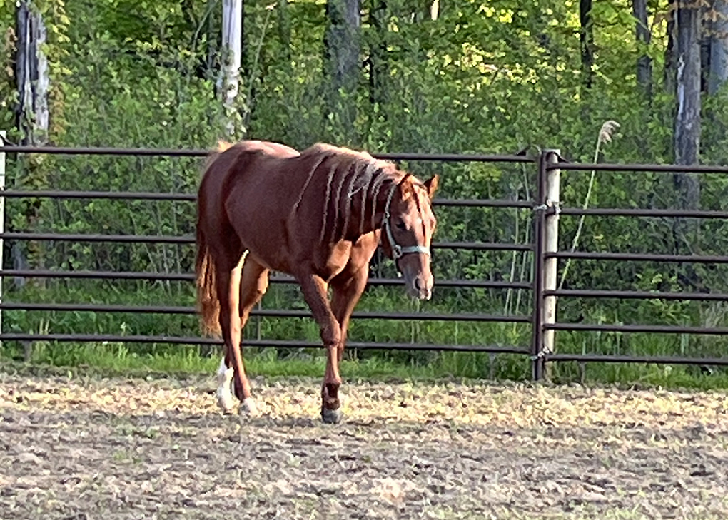 Sorrel filly