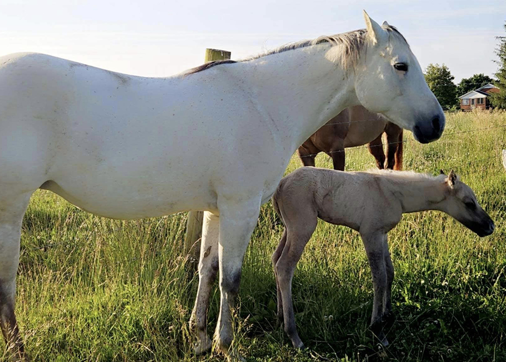 Palomino Dun Colt