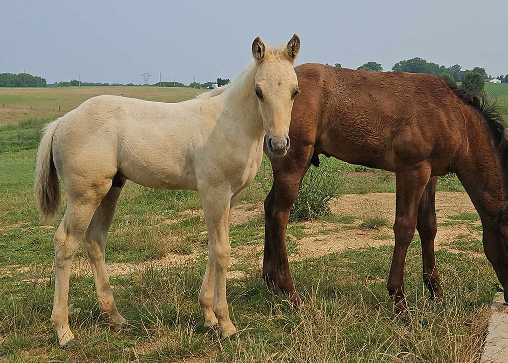 Palomino Dun Colt