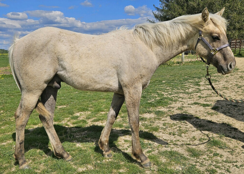 Palomino Dun Colt
