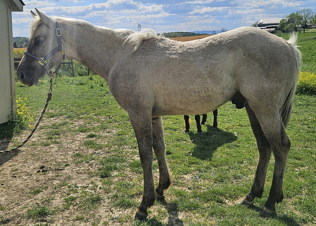 Palomino Dun Colt