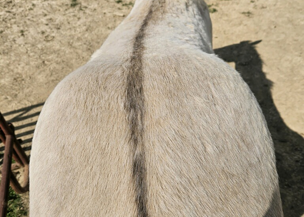 Palomino Dun Colt