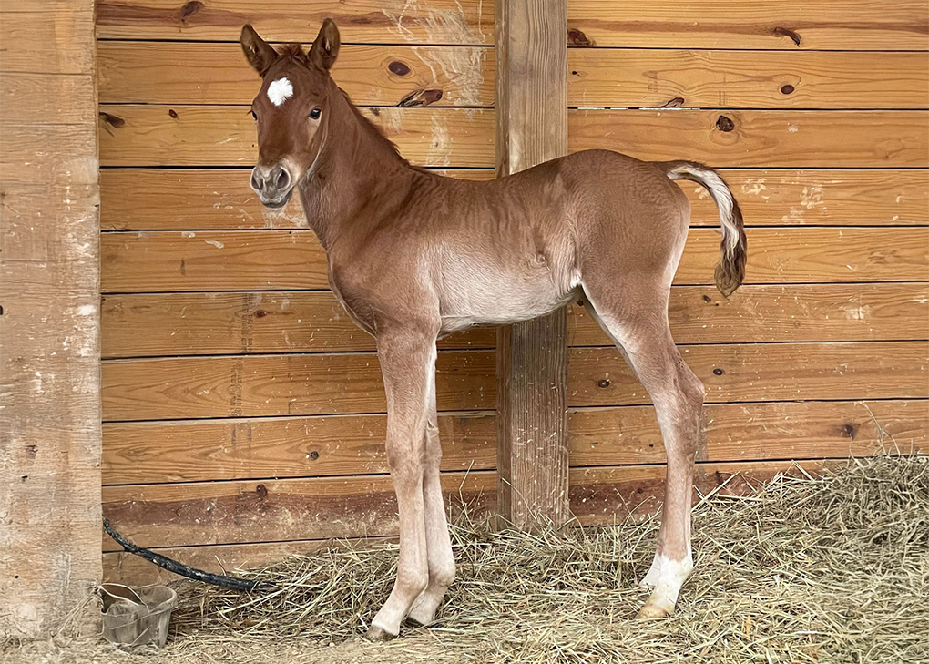 Chestnut Colt