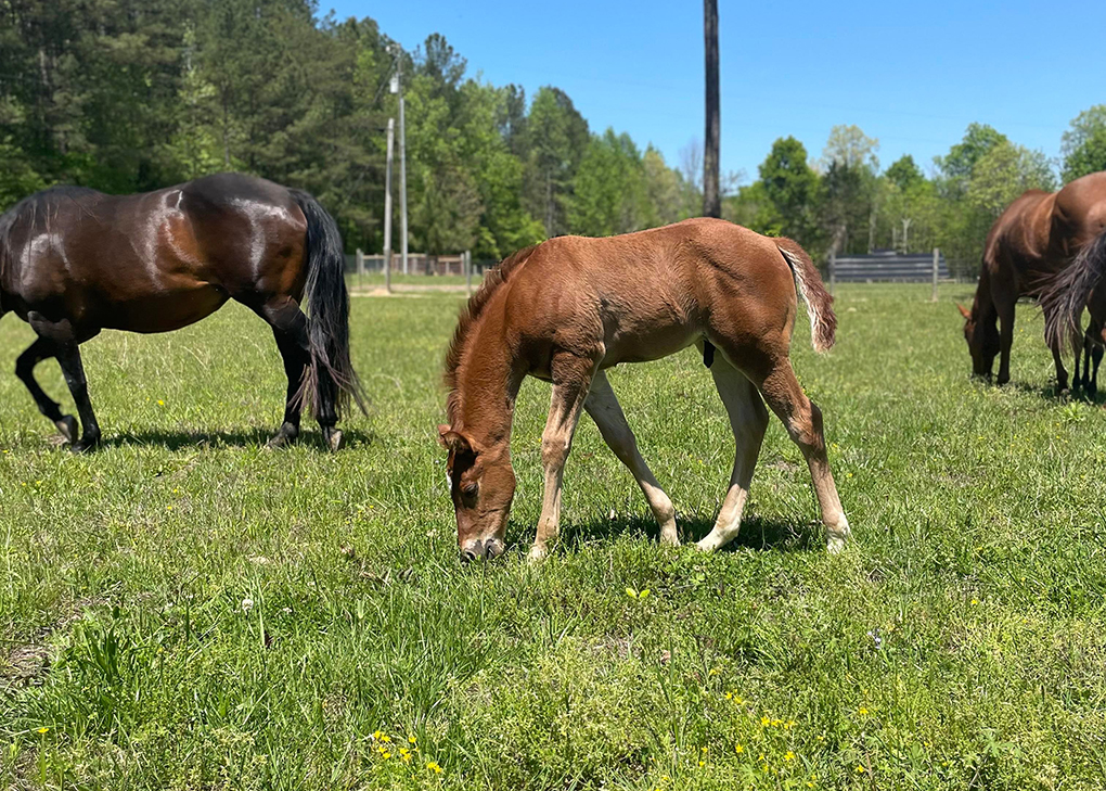 Chestnut Colt