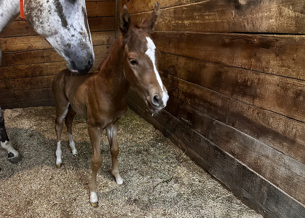 Chestnut Colt