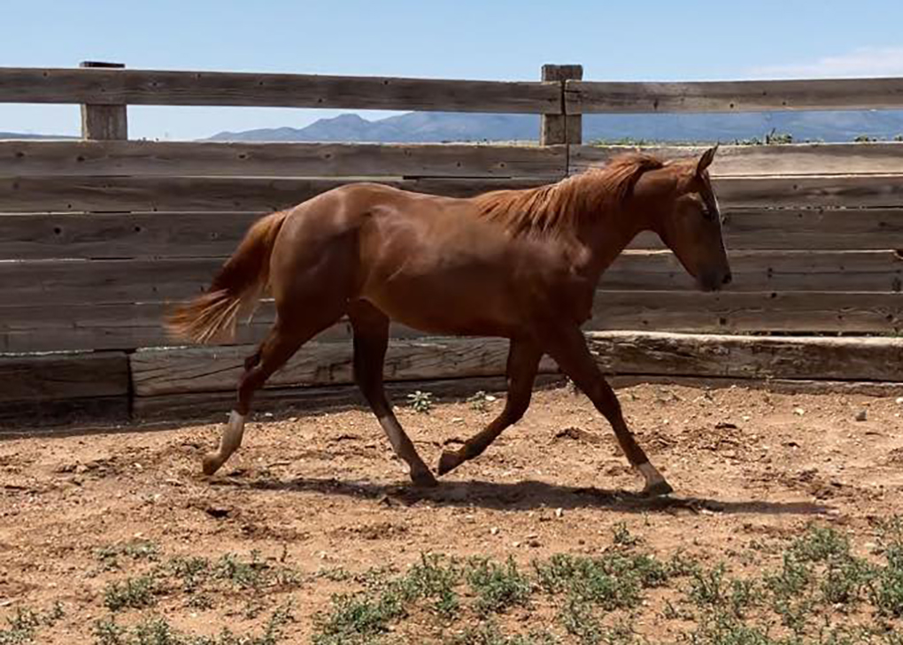 Chestnut Colt
