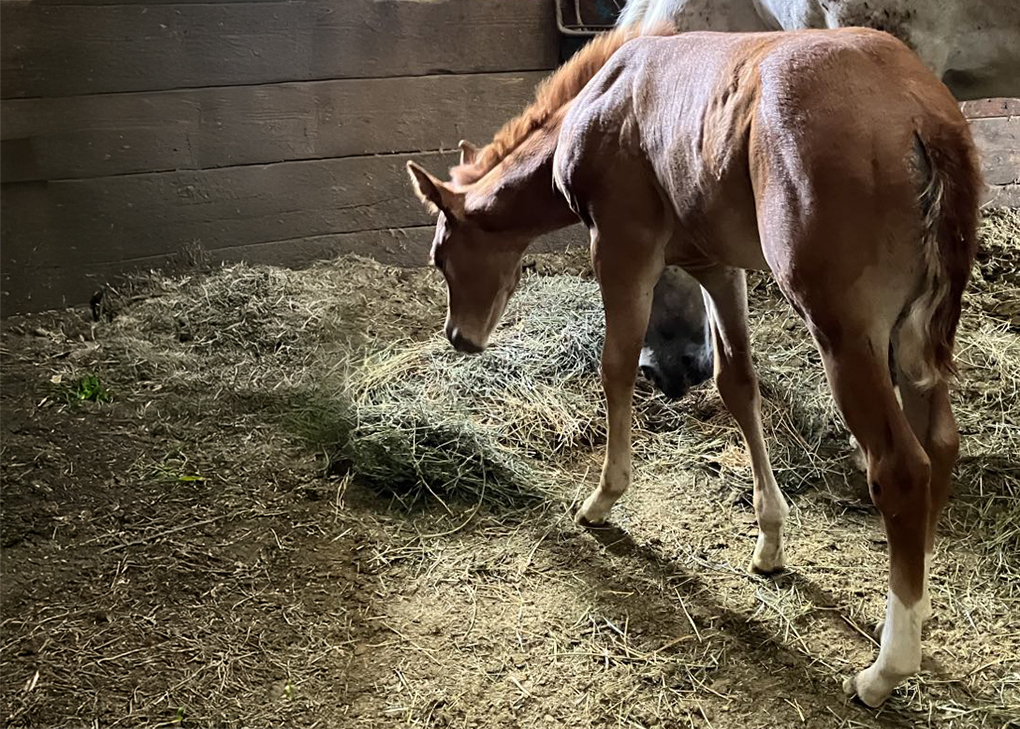 Chestnut Colt