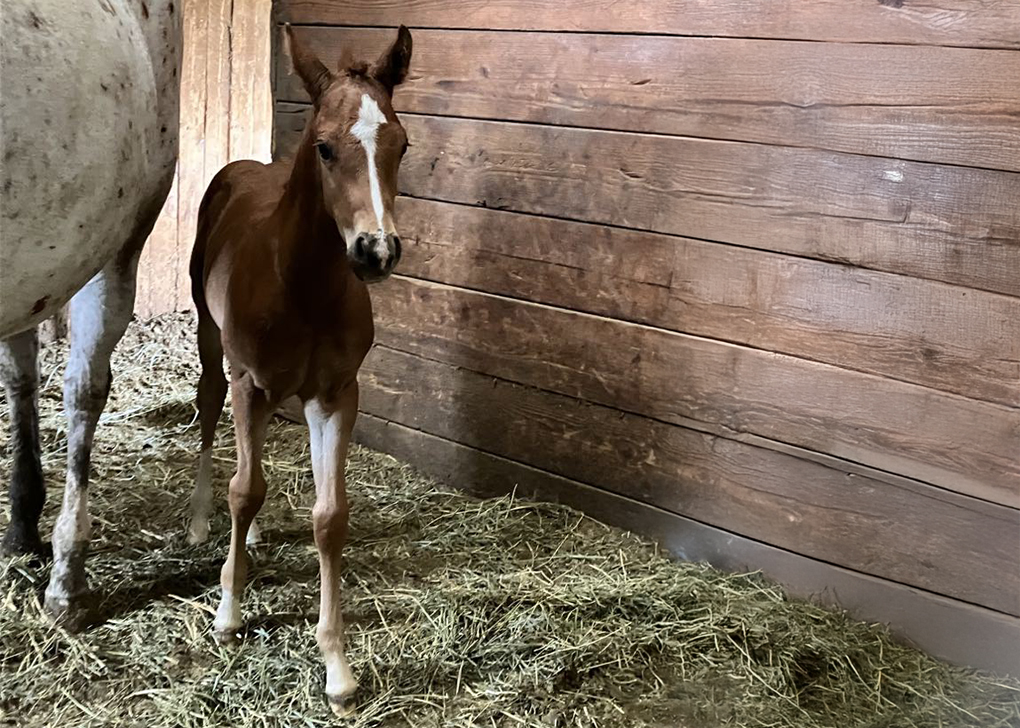 Chestnut Colt