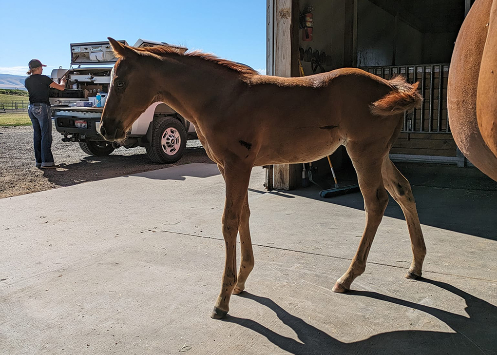 Chestnut Filly