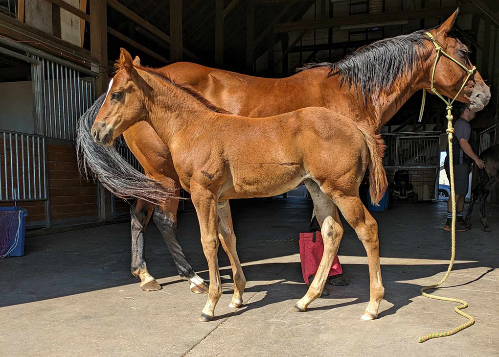 Chestnut Filly