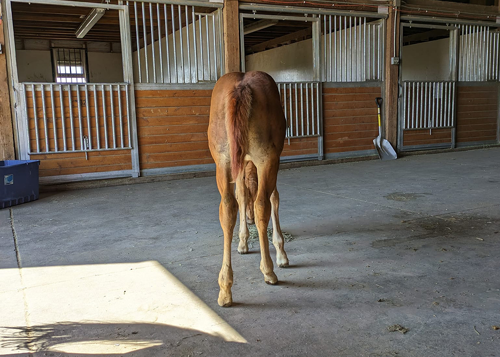 Chestnut Filly
