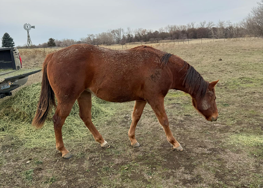 Chestnut Filly